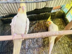 Lutino Cockatiel Running Pair