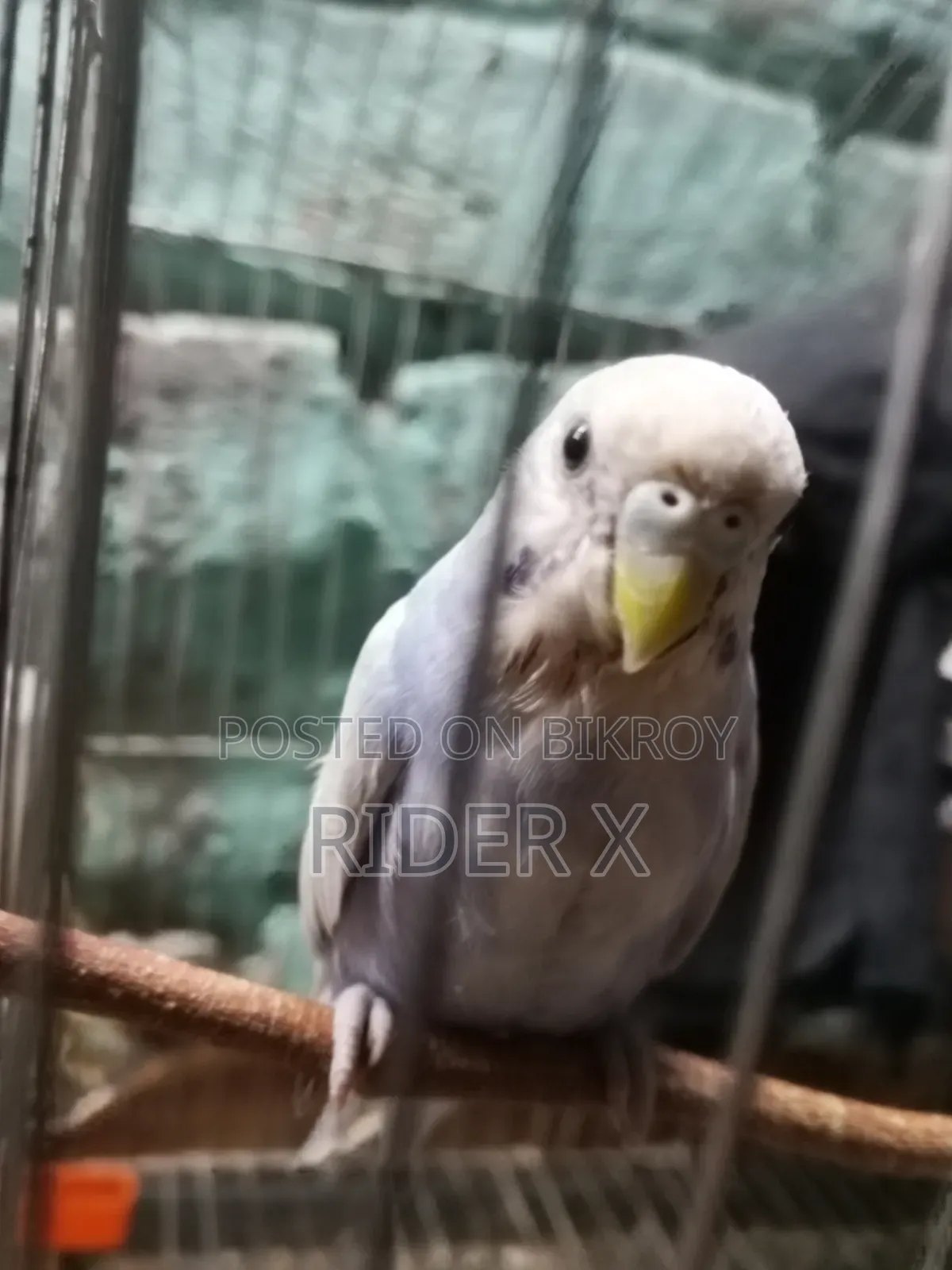 বাজিগর পাখি বিক্রির জন্য ১ পিস