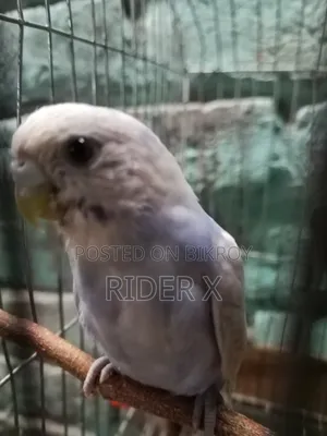 বাজিগর পাখি বিক্রির জন্য ১ পিস
