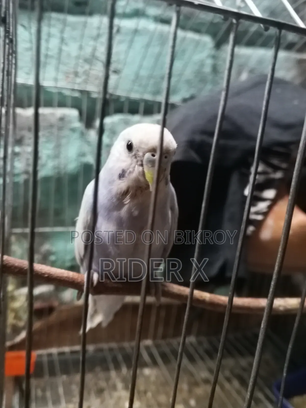 বাজিগর পাখি বিক্রির জন্য ১ পিস