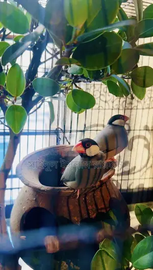 জাভা ফিঞ্চ পাখি