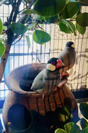 জাভা ফিঞ্চ পাখি