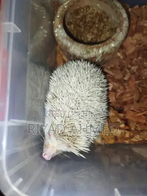 Albino Hedgehog
