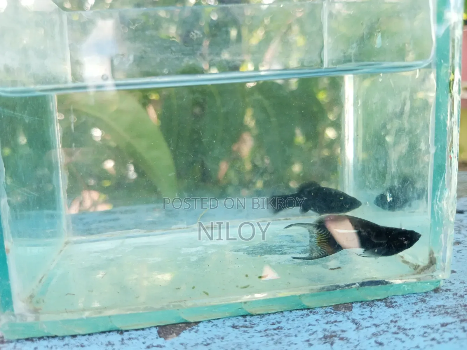 হোয়াইট রেডিয়াম মুন টেইল মলি