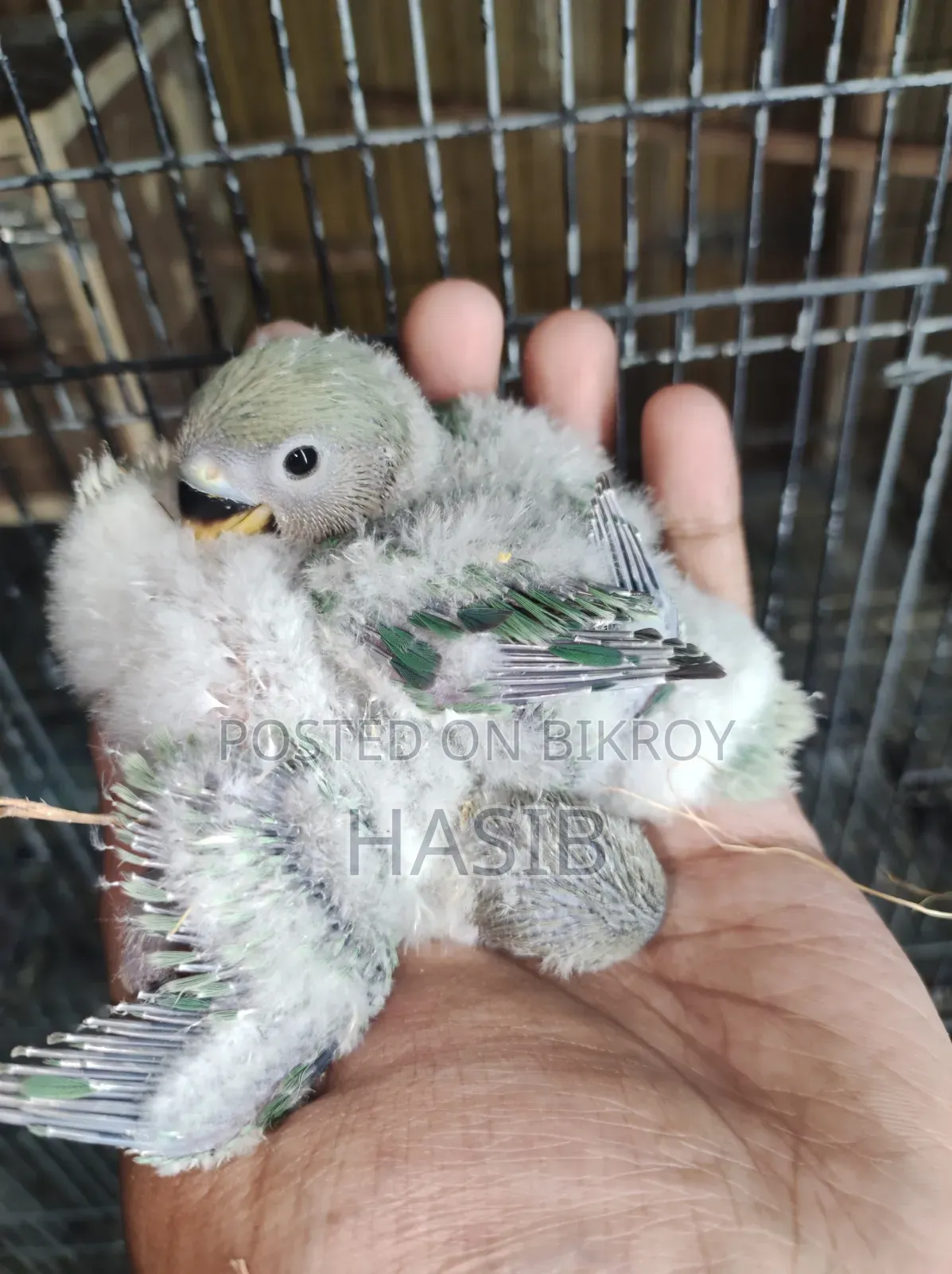 টেম সাইজের লাভবার্ড