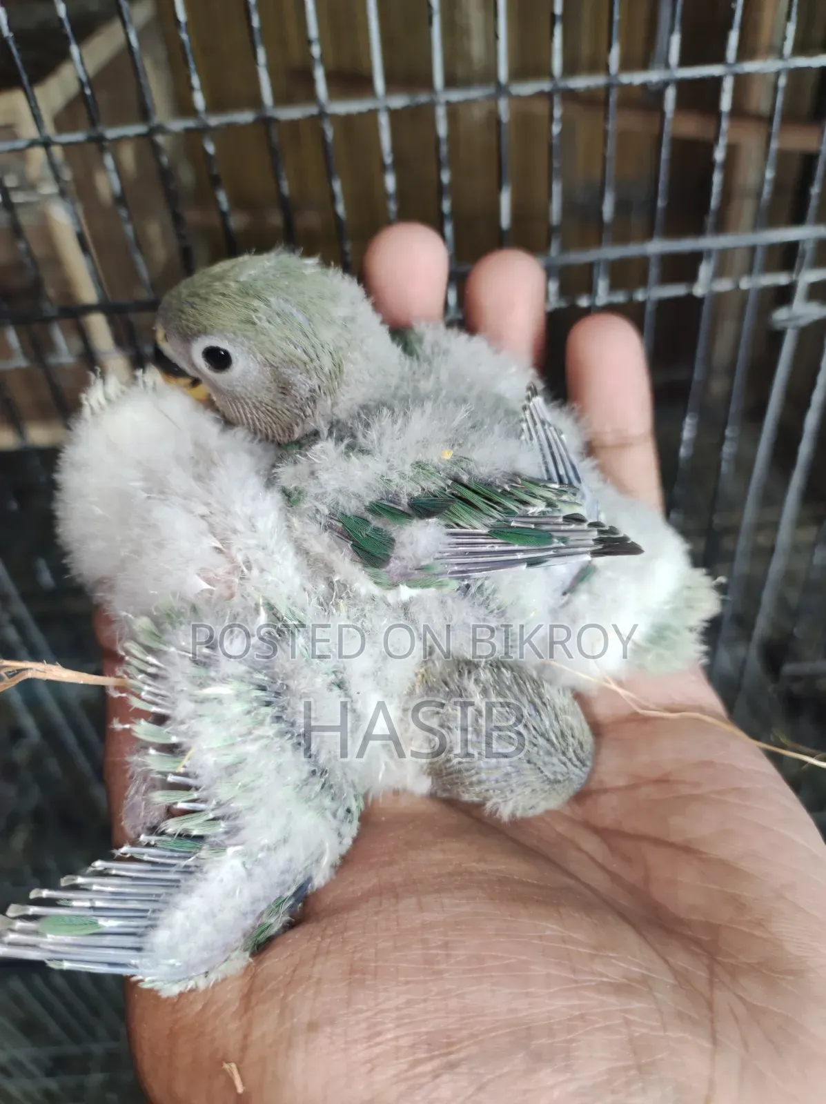 টেম সাইজের লাভবার্ড