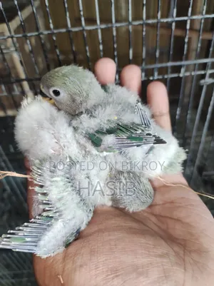 টেম সাইজের লাভবার্ড