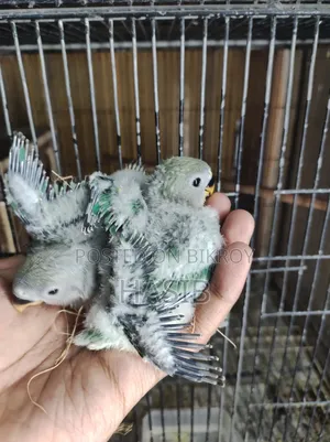 টেম সাইজের লাভবার্ড