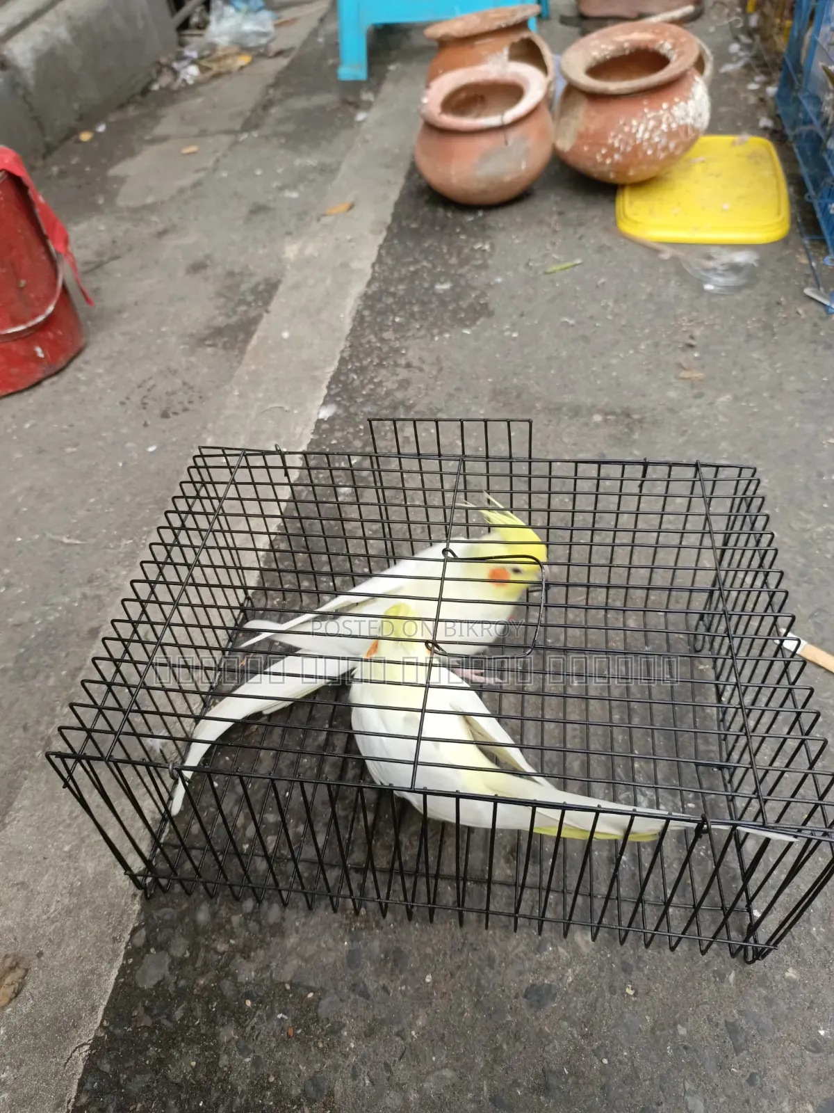 ককাটেল পাখি