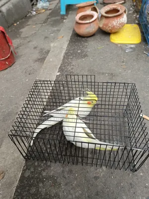 ককাটেল পাখি