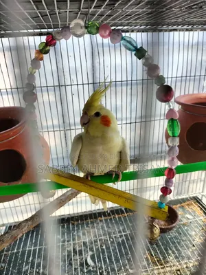 Lutino Red Eye