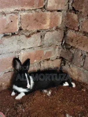 Rabbit Babies