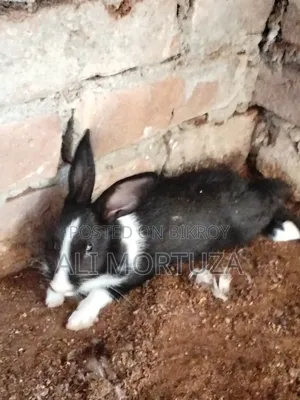 Rabbit Babies