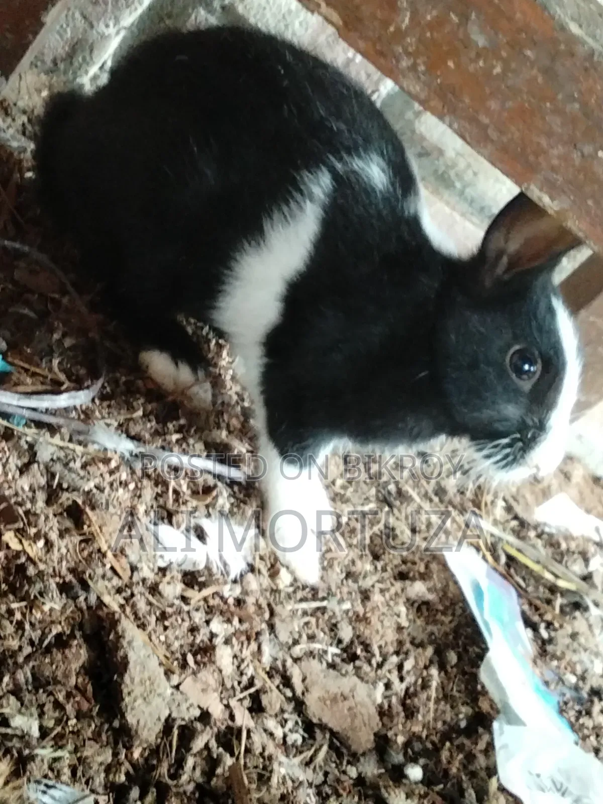 Rabbit Babies