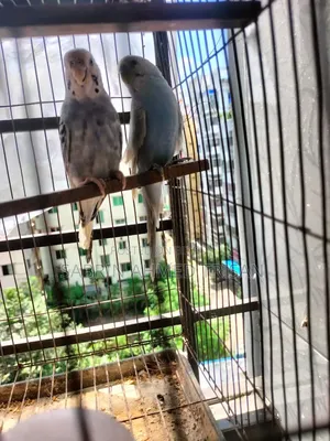 1 Pair Budgerigar