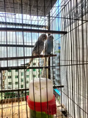 1 Pair Budgerigar