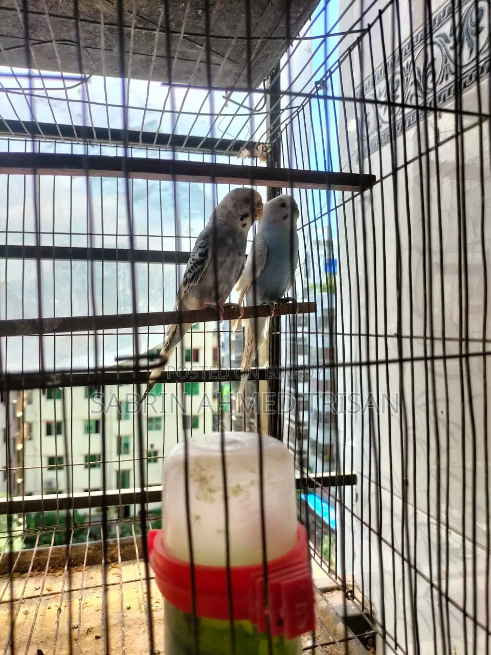 1 Pair Budgerigar