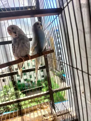 1 Pair Budgerigar