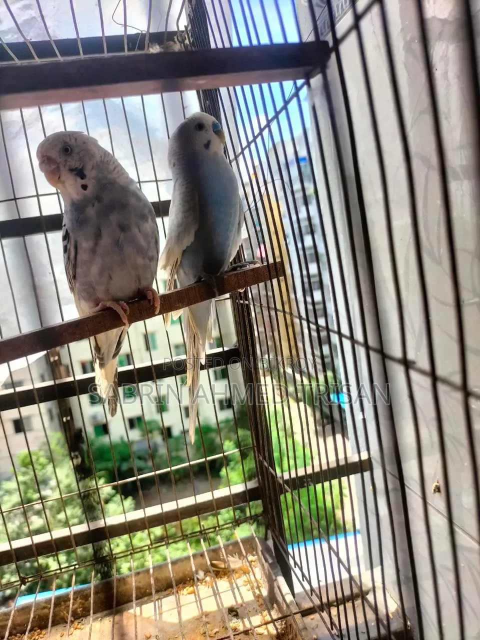 1 Pair Budgerigar