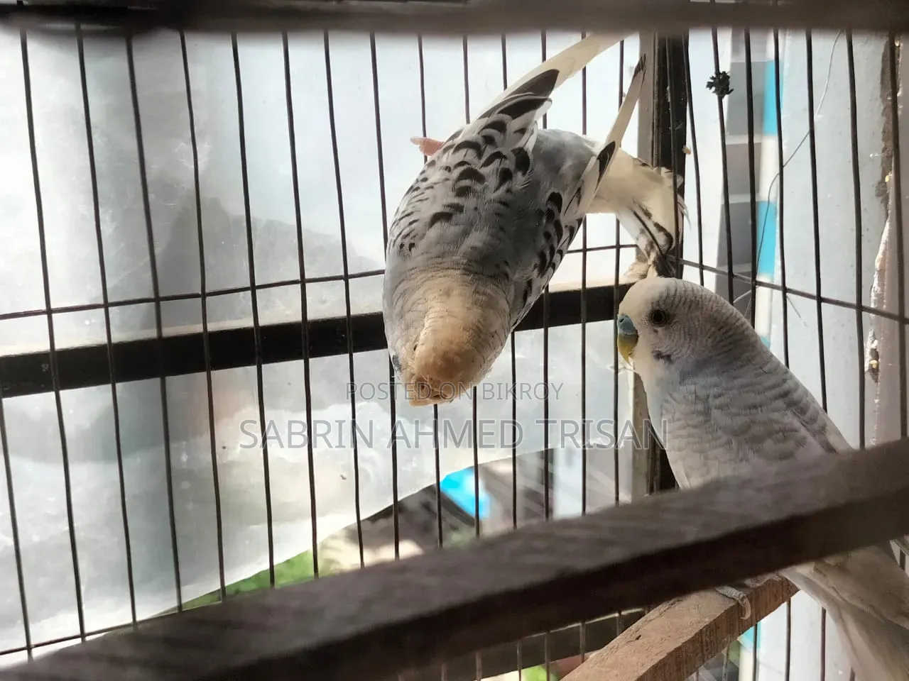 1 Pair Budgerigar