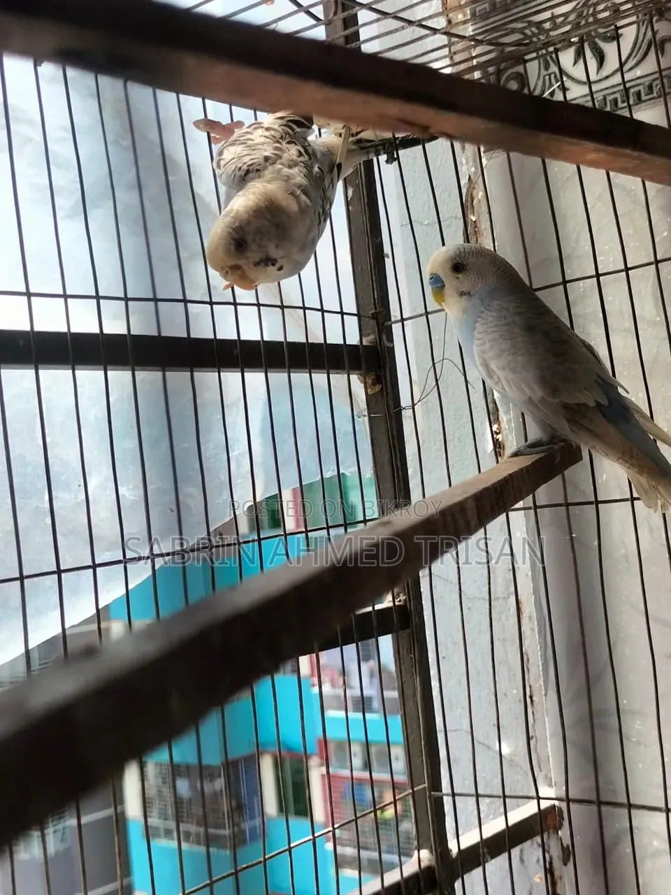 1 Pair Budgerigar