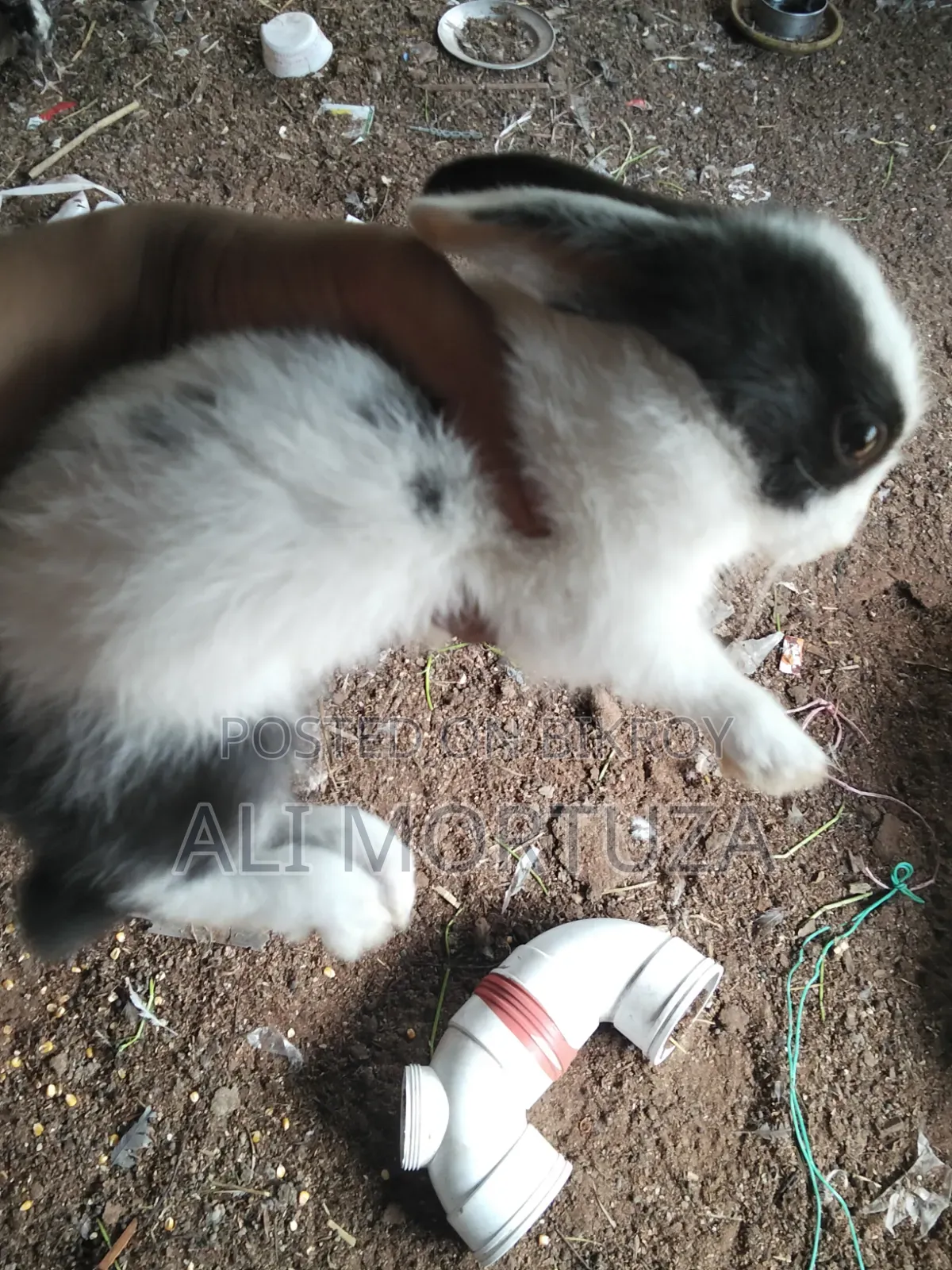 Rabbit Babies