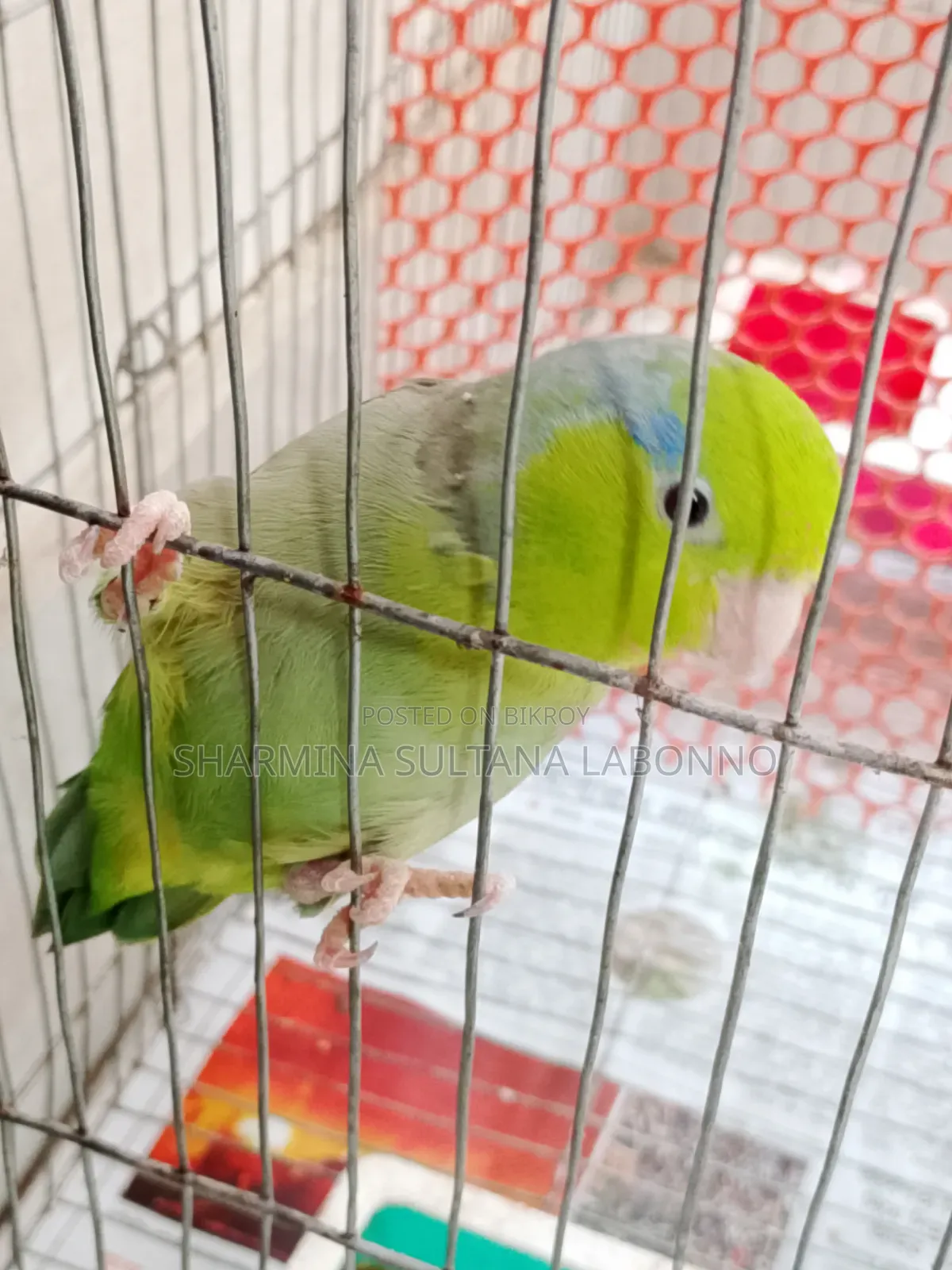 পাখি দুইটি রিজনেবল প্রাইসে বিক্রি করা হবে।