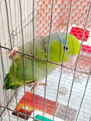 পাখি দুইটি রিজনেবল প্রাইসে বিক্রি করা হবে।