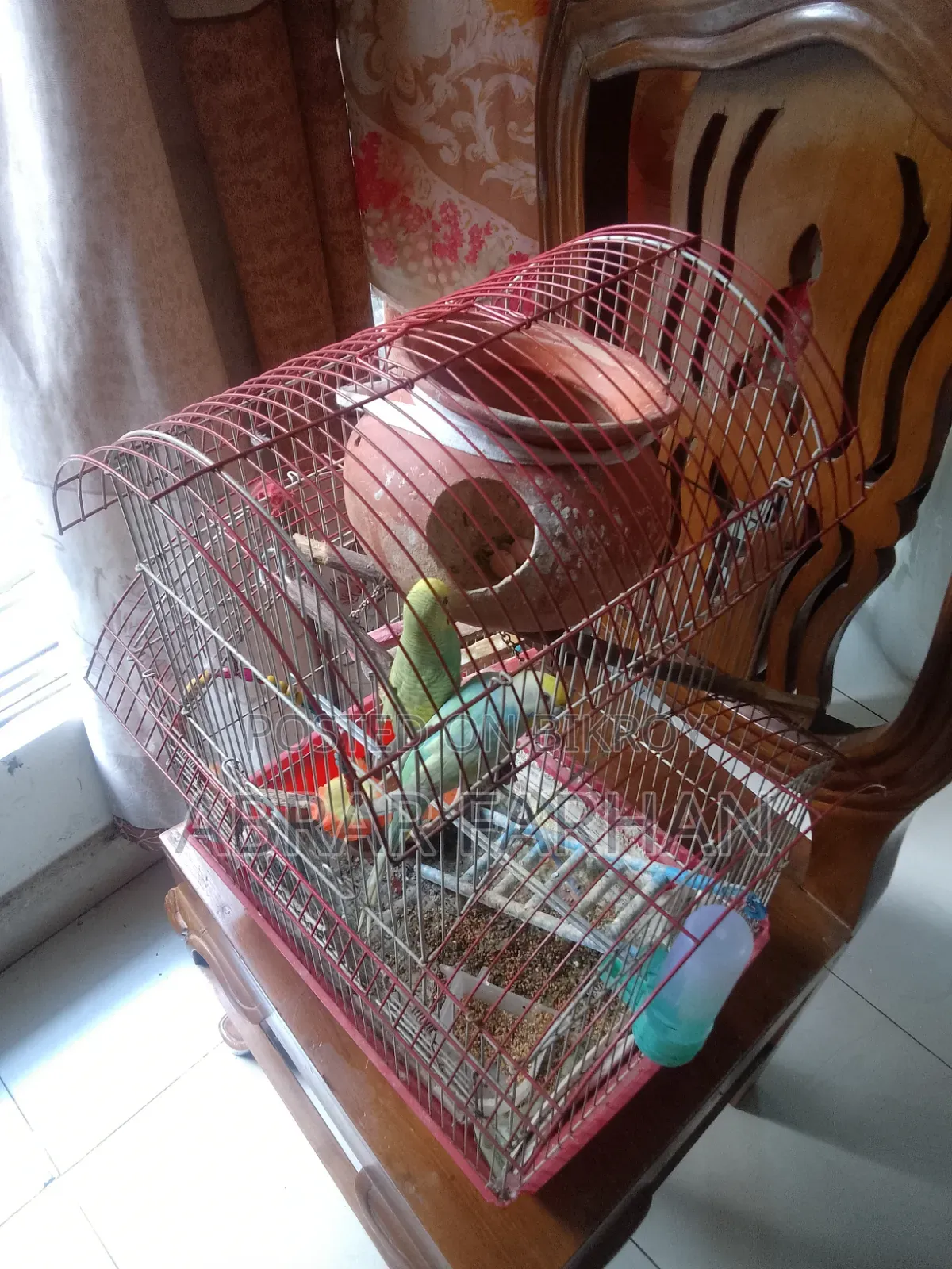 Budgies Full Setup for Sale With Bird