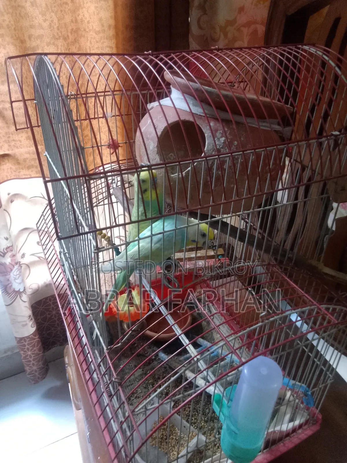 Budgies Full Setup for Sale With Bird