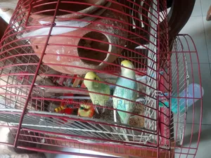 Budgies Full Setup for Sale With Bird