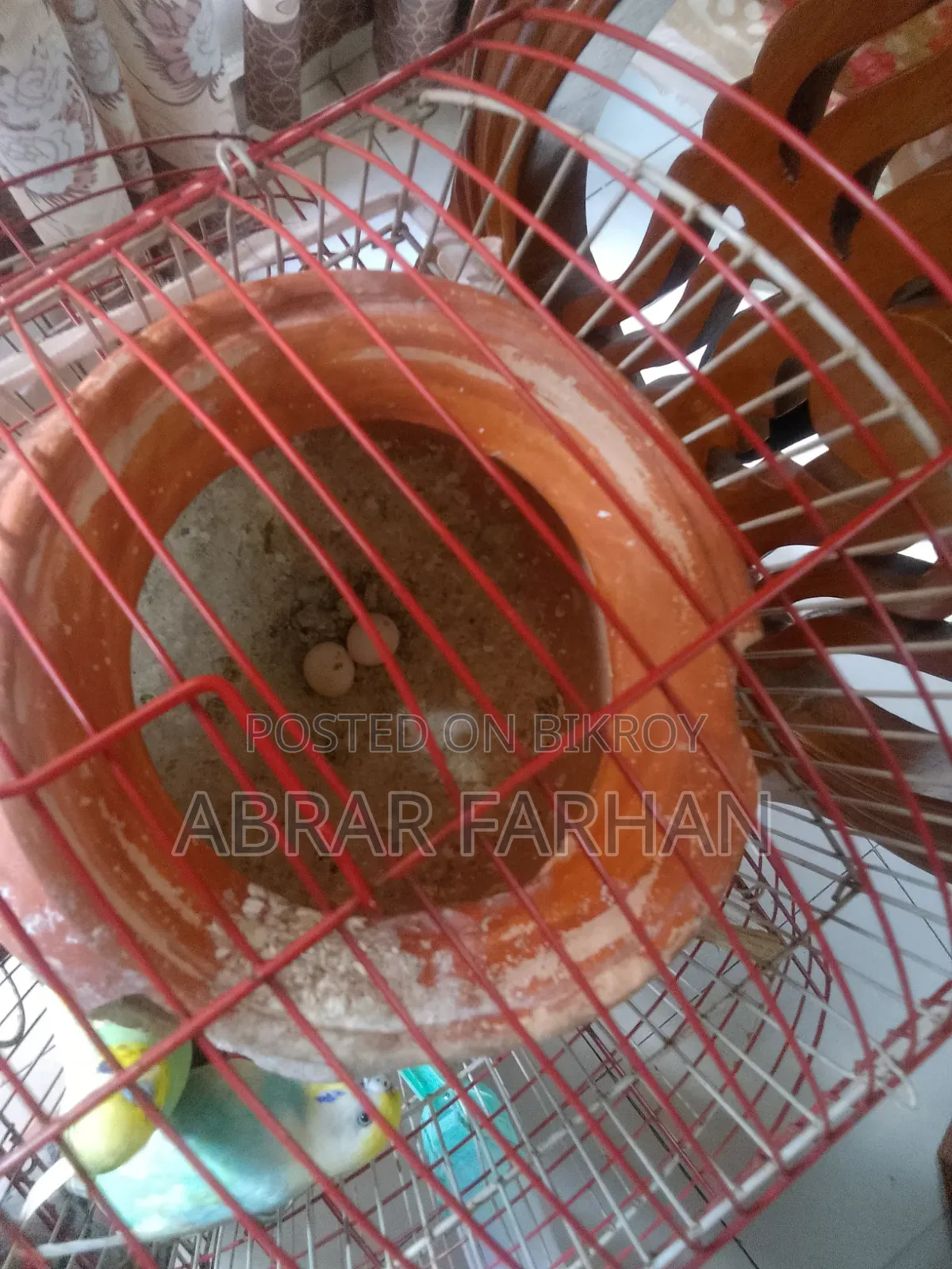 Budgies Full Setup for Sale With Bird