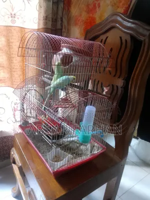 Budgies Full Setup for Sale With Bird