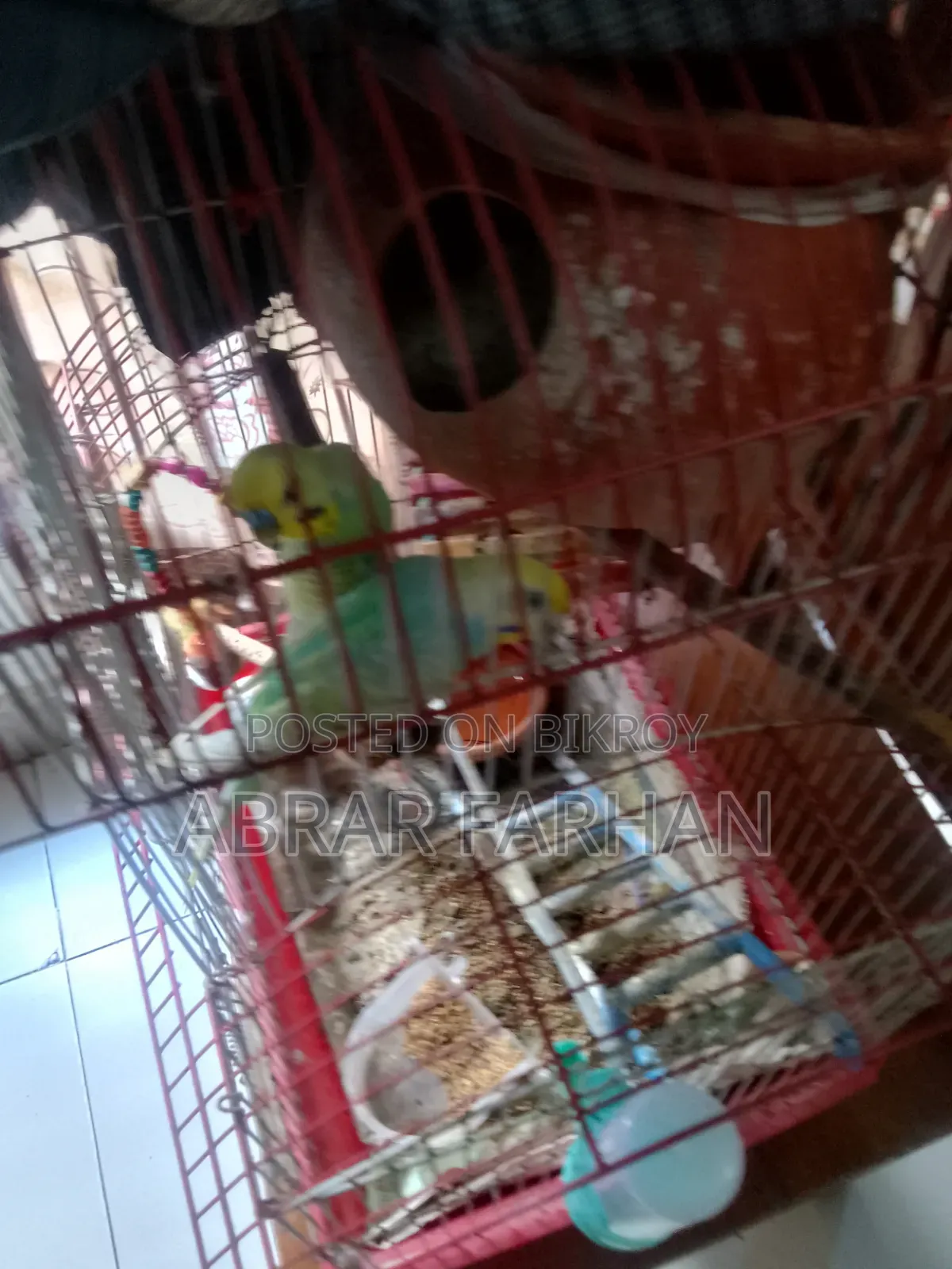 Budgies Full Setup for Sale With Bird