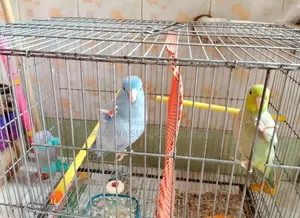 পাখি দুইটি রিজনেবল প্রাইসে বিক্রি করা হবে।