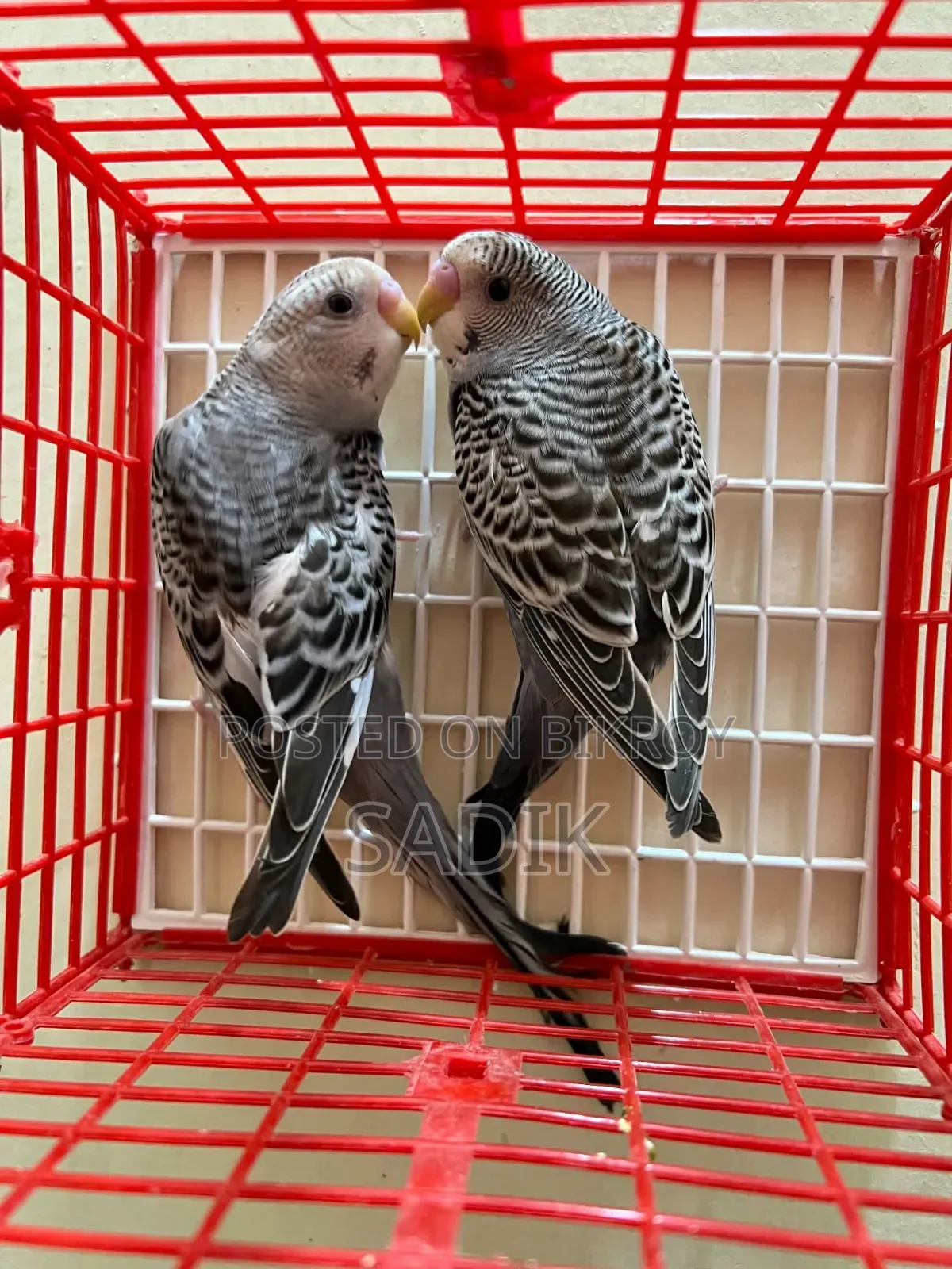 Adult Budgerigar