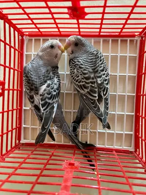 Adult Budgerigar