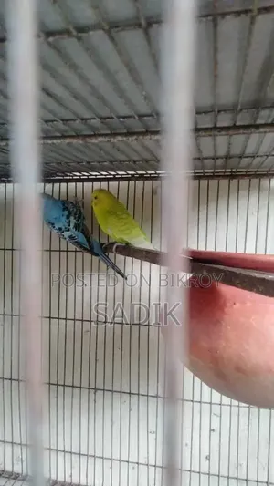 Adult Budgerigar