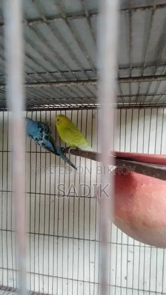 Adult Budgerigar