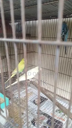Adult Budgerigar