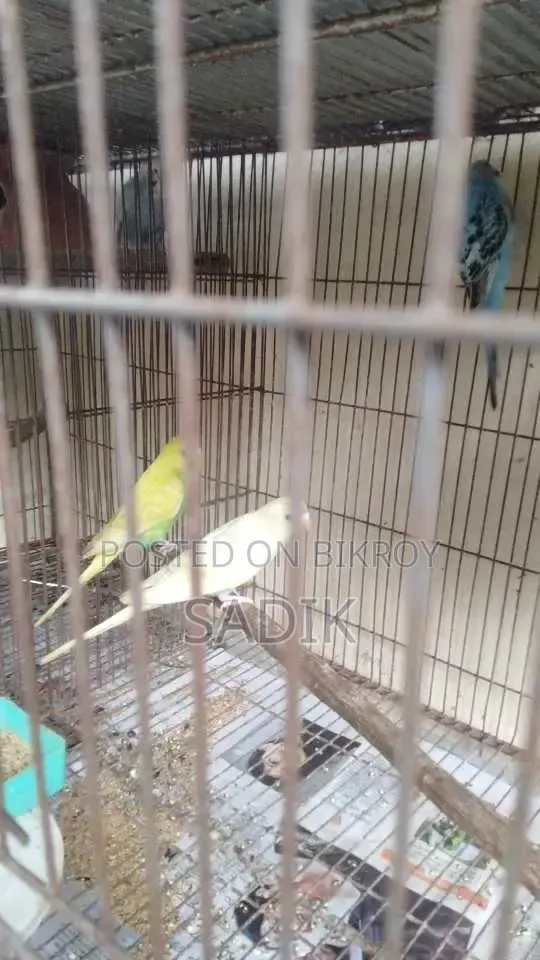 Adult Budgerigar