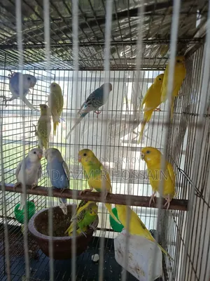 Semi-adult Budgies For Sale!