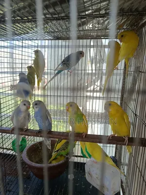 Semi-adult Budgies For Sale!