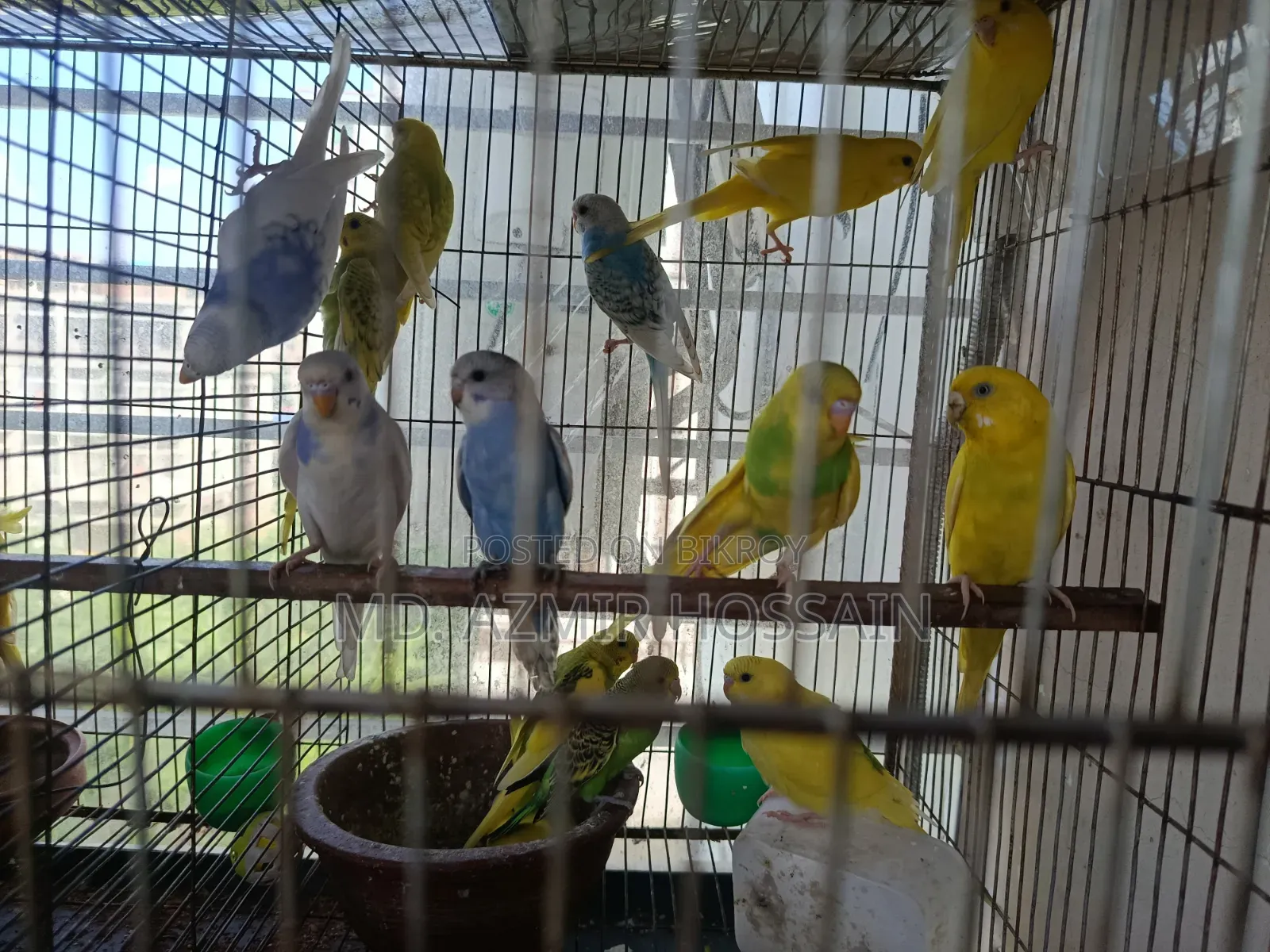 Semi-adult Budgies For Sale!