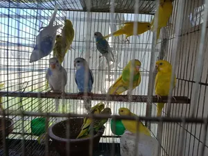 Semi-adult Budgies For Sale!