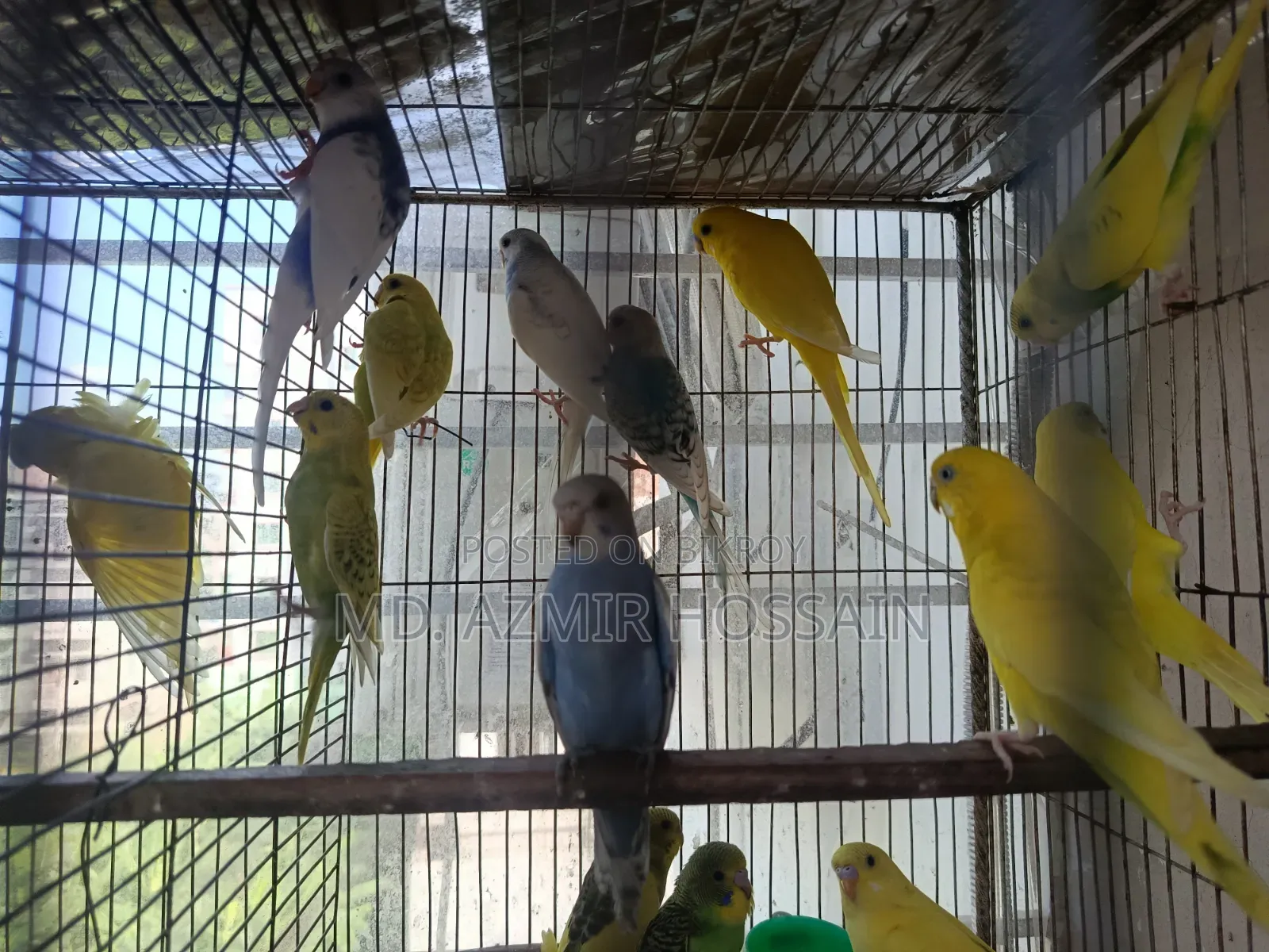 Semi-adult Budgies For Sale!