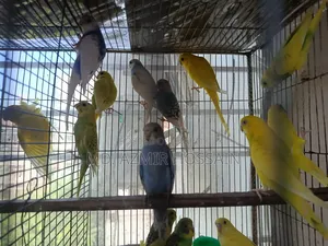 Semi-adult Budgies For Sale!