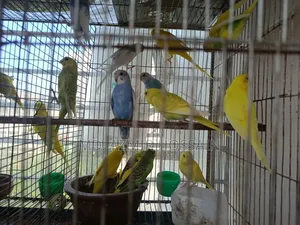 Semi-adult Budgies For Sale!