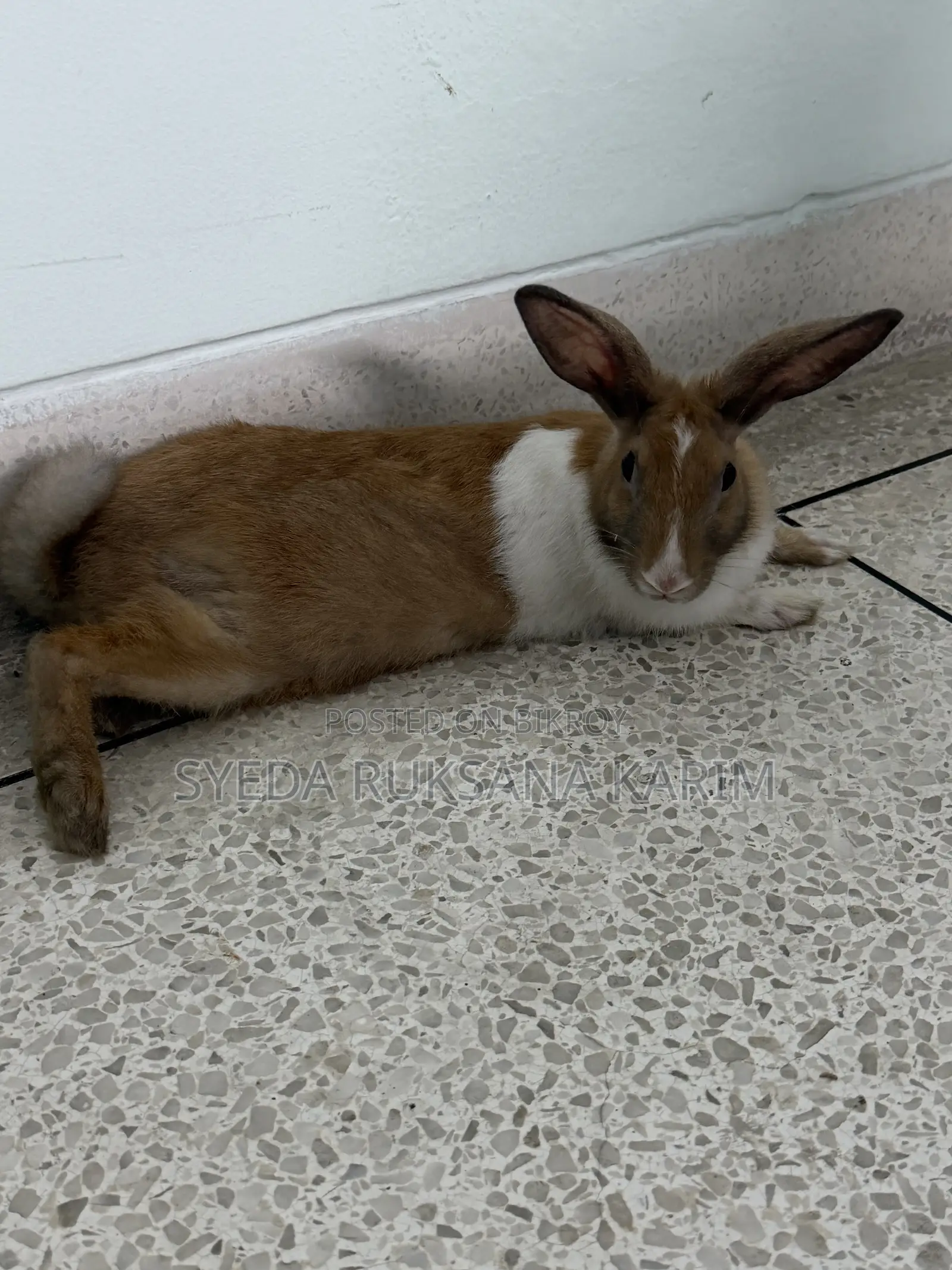 Female Rabbit