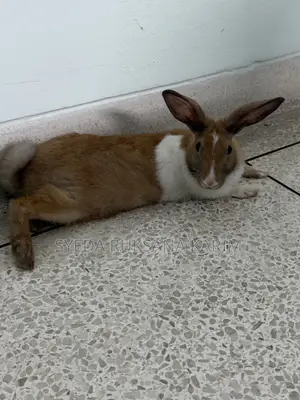 Female Rabbit
